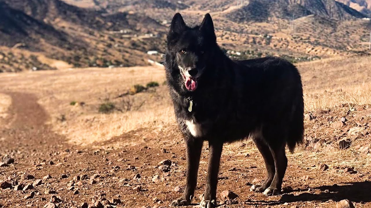 Injured Wolf Dog Gets His Broken Leg Treated | The Koala