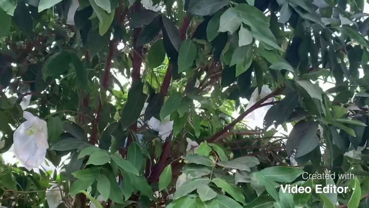 Water apple harvesting .  #roseapple #water apple  #garden # indianfruit