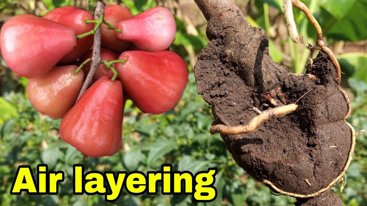 Water apple (jambu tree)air layering propagation with result | how to air layering on jambu tree