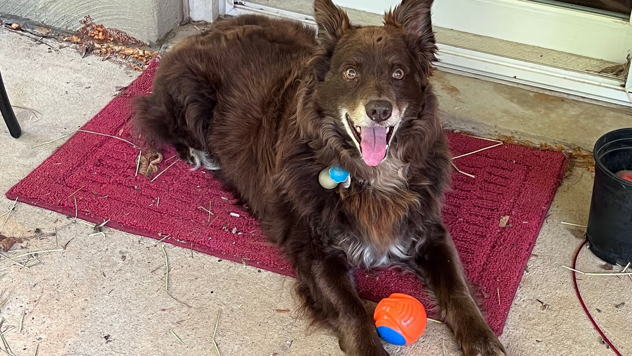 Rusty Reviews Toys for Blind Dogs: Kong Bamboo (treat ball) and Chuckit! Sound Locator Ball