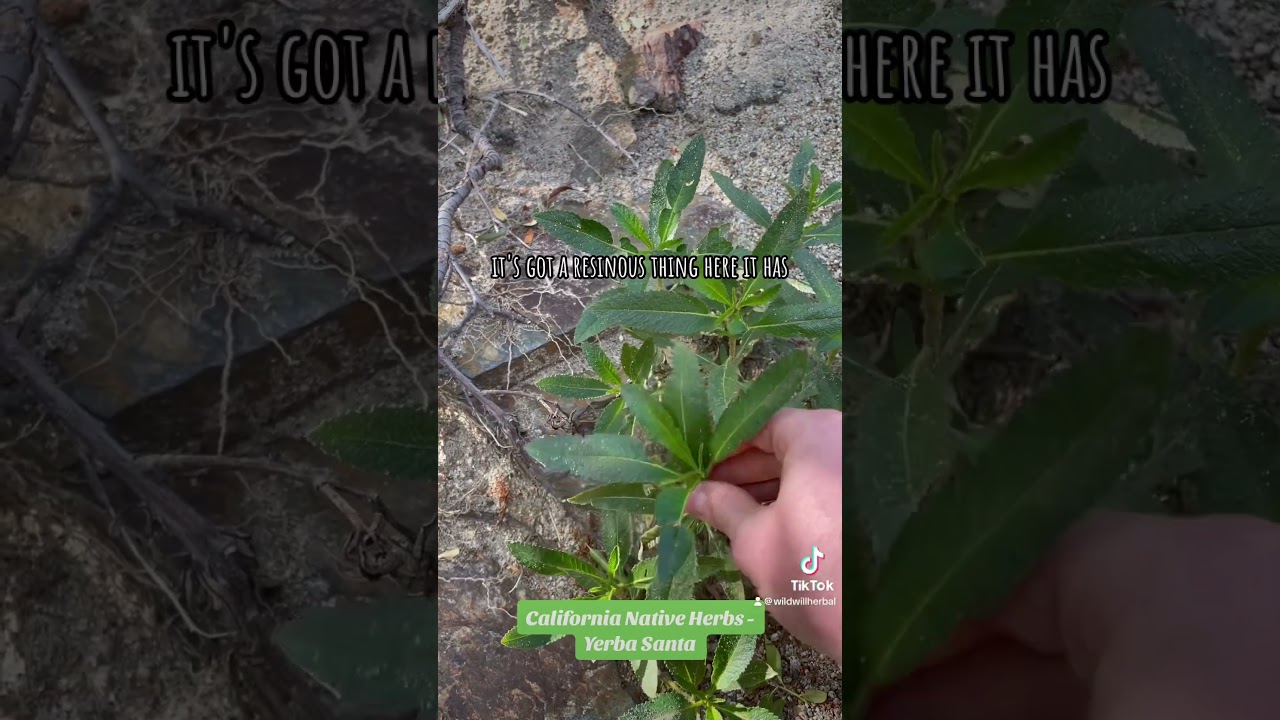 California Native Herbs - Yerba Santa #nature #herbal #herbalmedicine #nativeplants