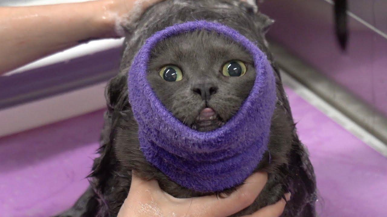 The Mike Tyson of cats
