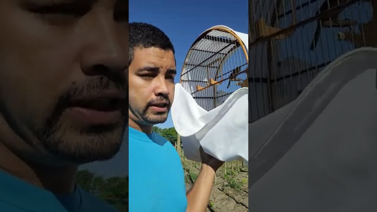 como fazer curio cantar na m&atilde;o.