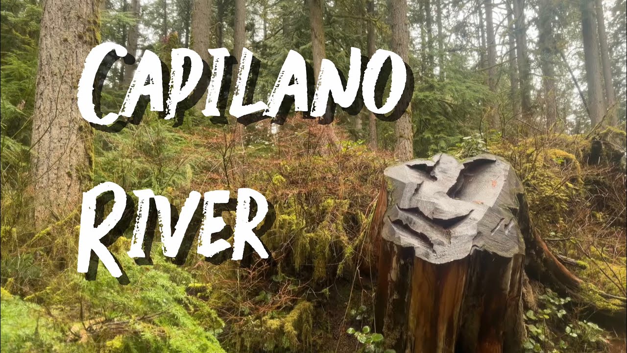 Capilano River Forest Walk | North Vancouver, Canada | 4K Nature Walk | ASMR