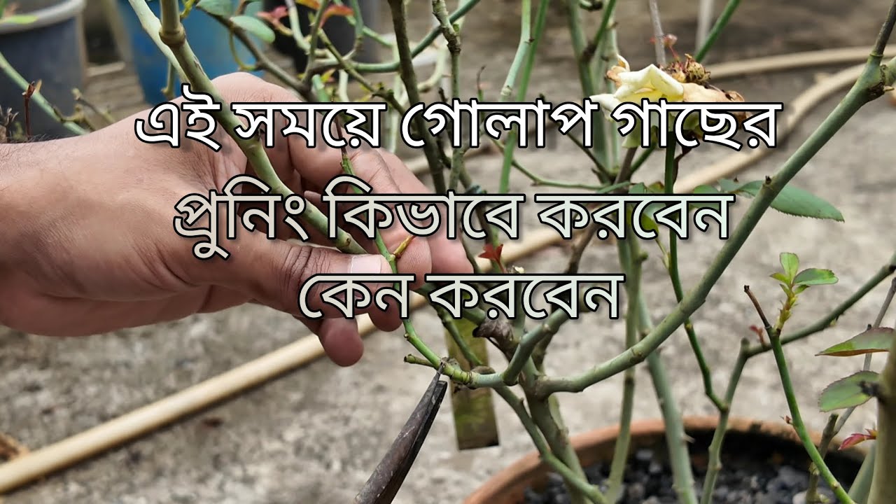 গোলাপ গাছের কাটাই ছাটাই 🌹 🌹 Rose plant pruning 