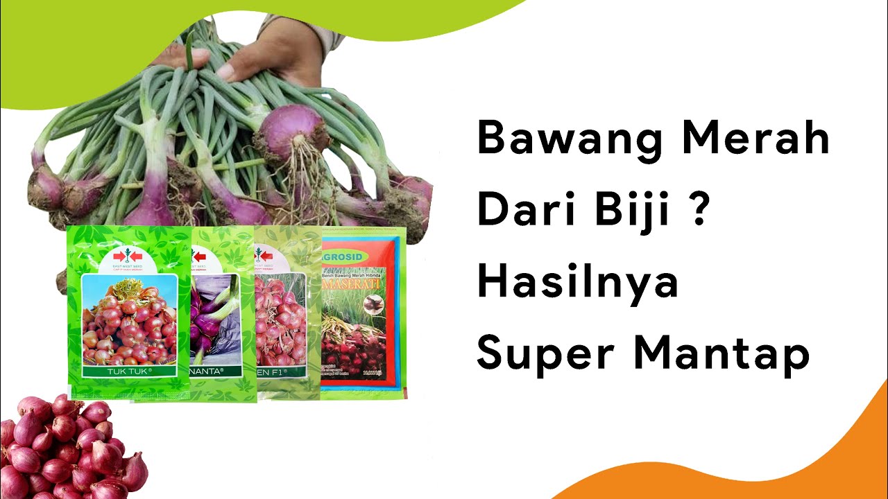 Teknologi TSS! 4 Benih Bawang Merah Terbaik