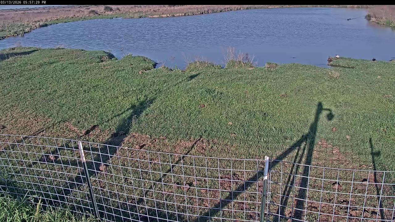 Attwater Prairie Chicken NWR Live Stream