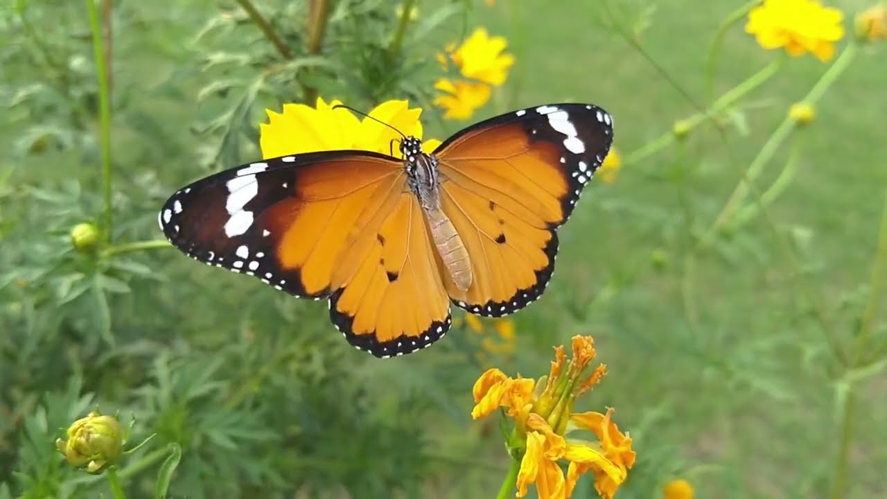 Little Butterfly featuring Brian Hayes on Slide Dobro and Ukulele in a supportive role to the vocals