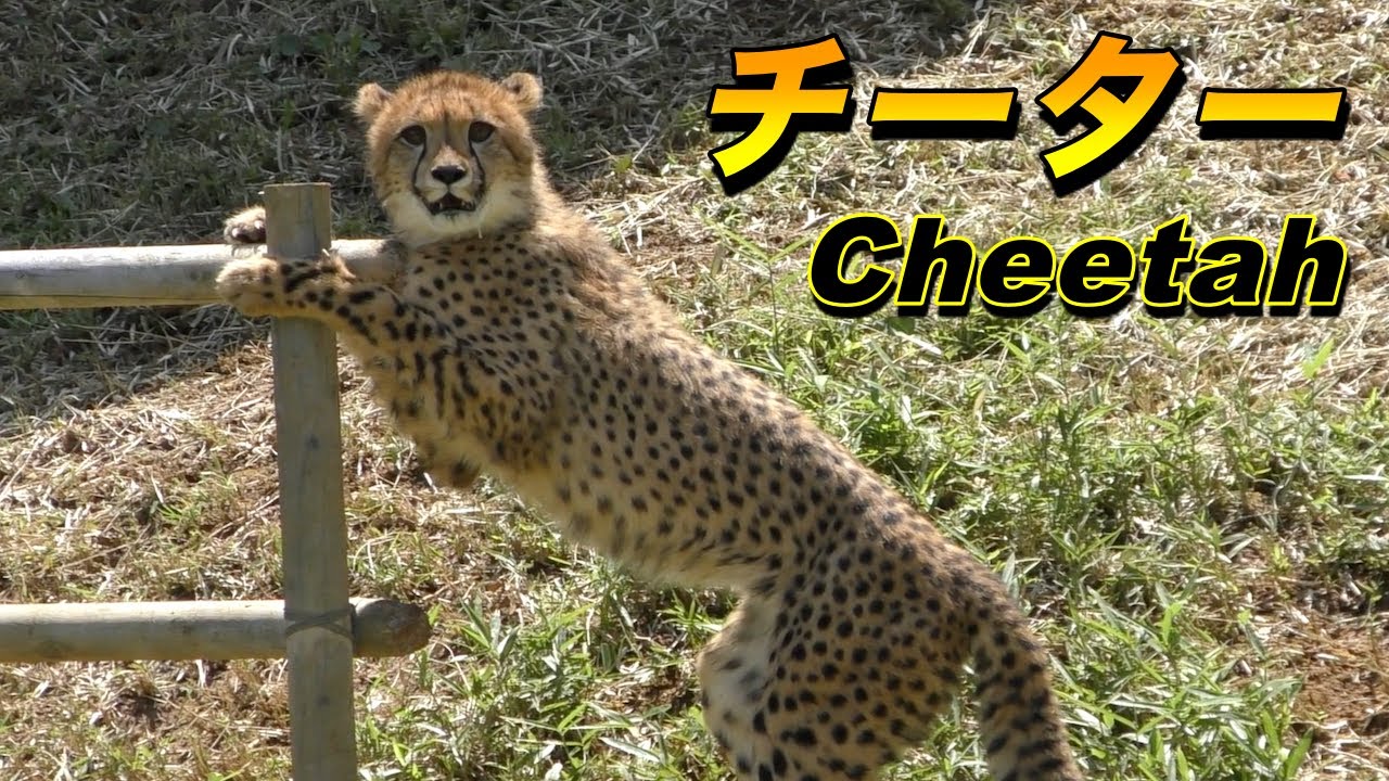 【最速動物】世界最速チーターの生態（Cheetah）【地上最速】