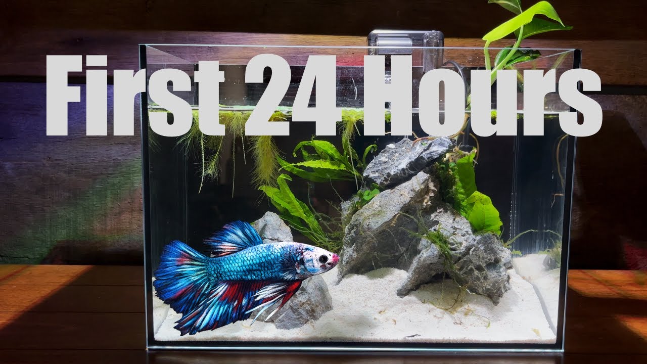 Adding a Betta to a 5-Gallon Tank (First 24 Hours – What to Watch & Test)