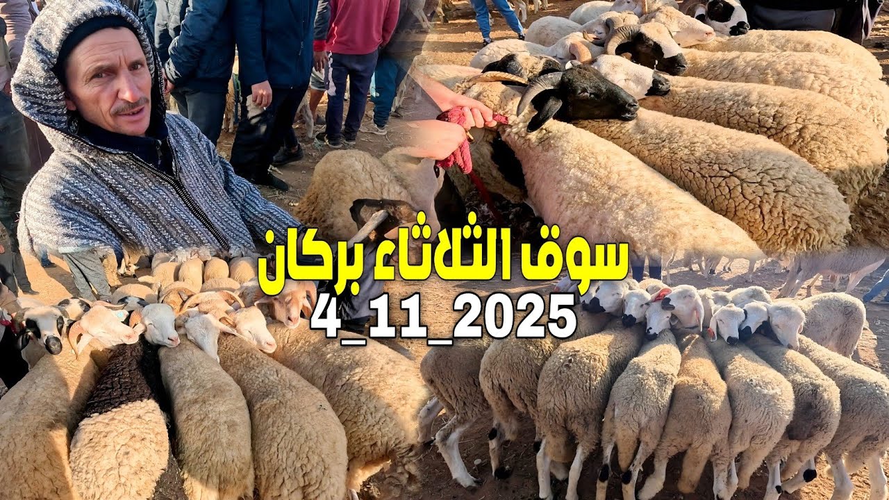 إرتفاع أثمنة الخرفــان والخروفــات بسوق الثلاثاء بركان 4_11_2025 SOUK BERKANE AUJOURD'HUI 