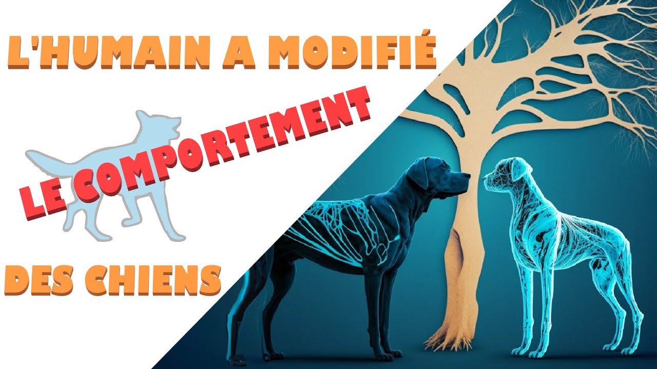 COMPORTEMENT CANIN : l'impact de la sélection naturelle et ARTIFICIELLE (Question d'éthologie n°11)