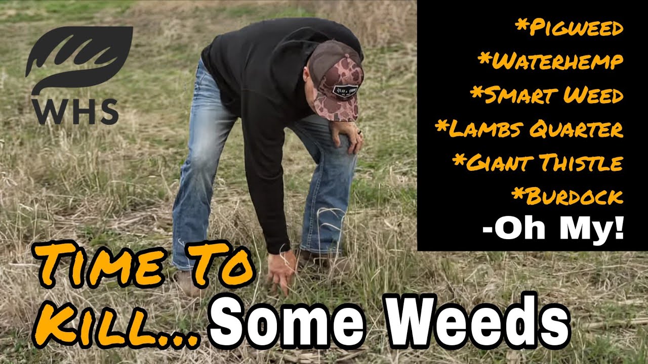 Spring Weed Control Options | Food Plots & Switchgrass