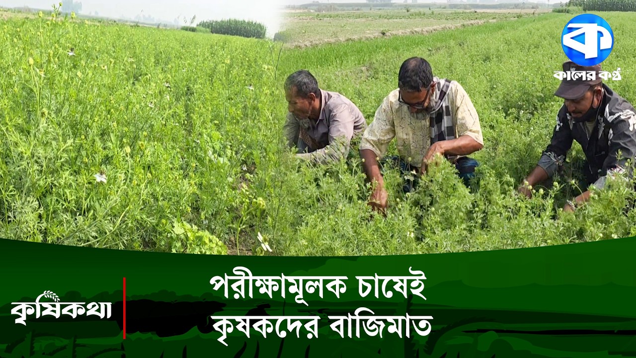 যমুনার চরে চাষ হচ্ছে কালোজিরা, বাজিমাত কৃষকদের | Black Cumin Cultivation | Kaler Kantho