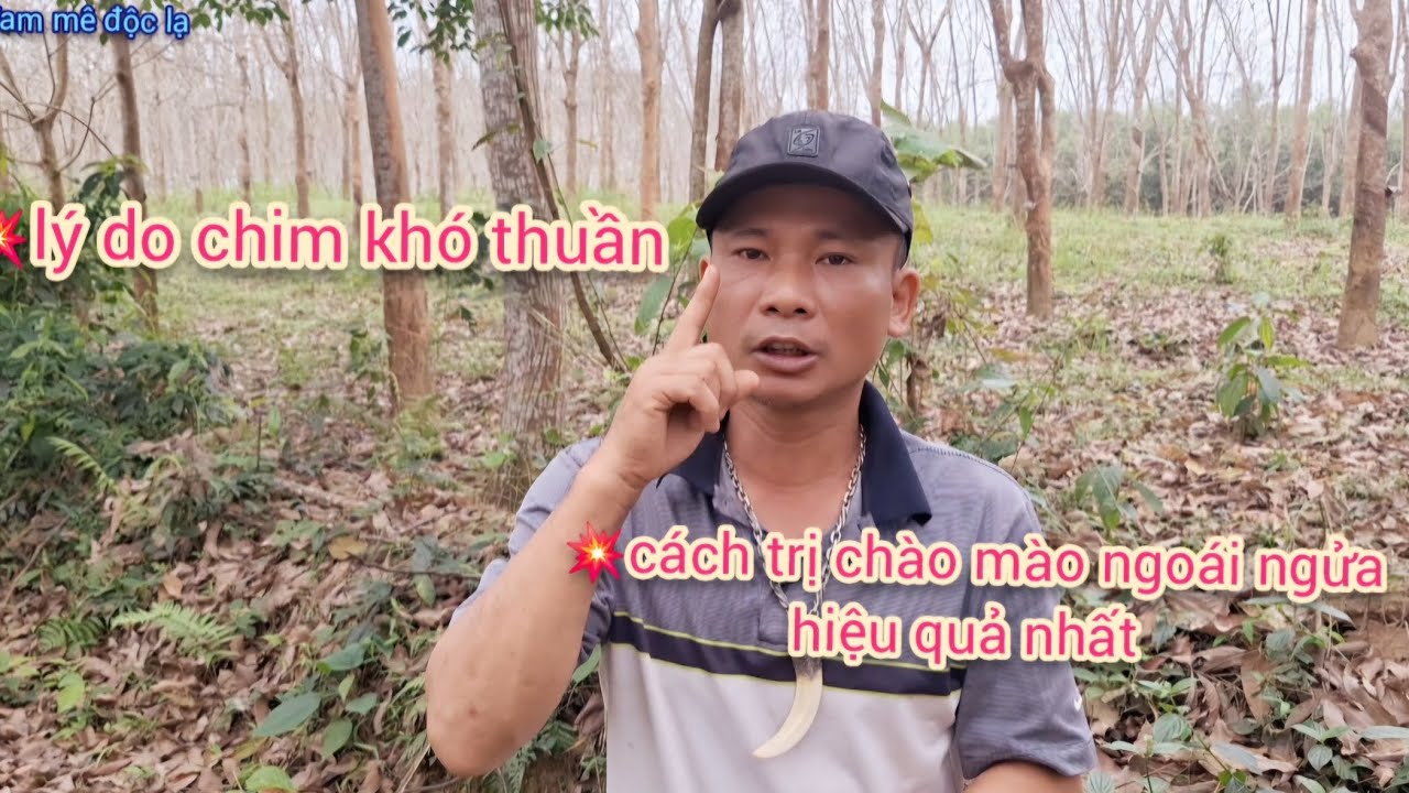 Lý Do Chim Khó Thuần | Cách Trị Chào Mào Ngoái Ngửa Hiệu Quả Nhất | đam mê độc lạ