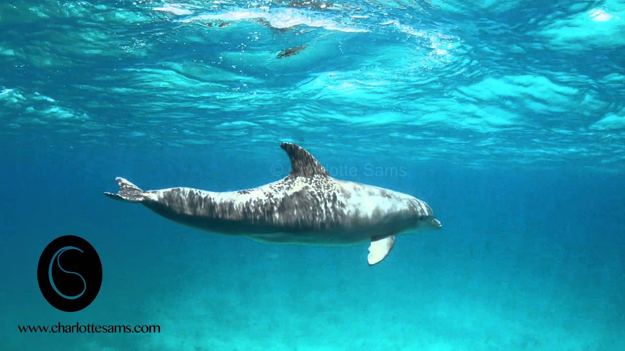 Swimming with bottlenose dolphins in Bimini, Bahamas.