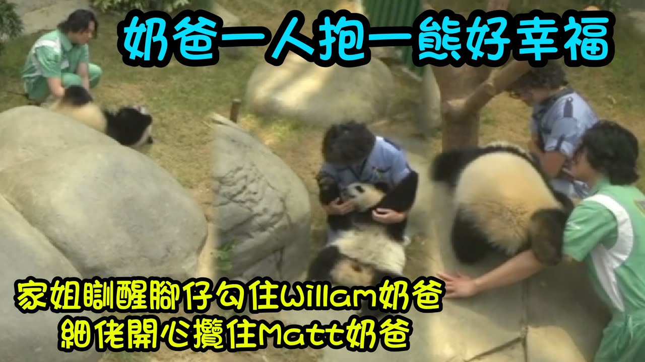 8月9日  2位奶爸一人一熊抱住家姐細佬按摩肚肚，細佬瞓喺奶爸身上好開心🎋#panda #babypanda #熊貓家姐細佬 #熊貓加加得得