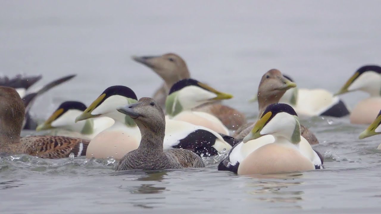 Haahkojen ruokailua ja soidinmenoja –  Feeding and courtship moments of the Common eiders