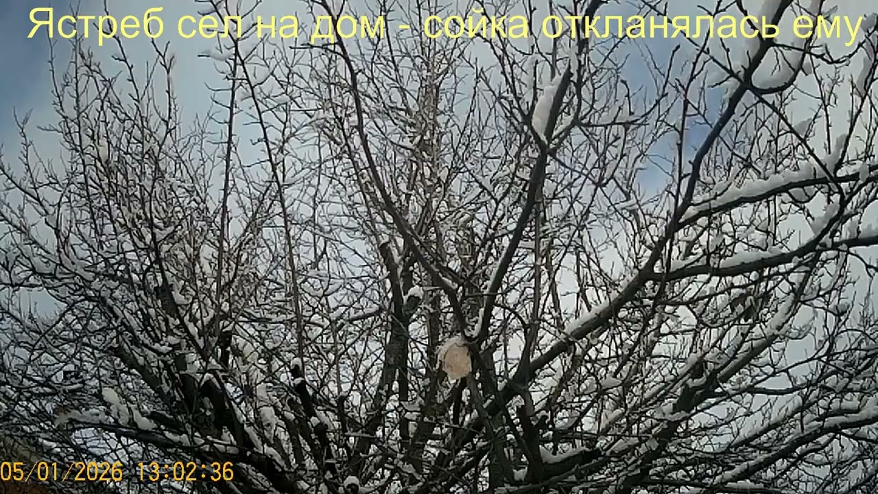 Ястреб любит сойку/Sparrowhawk and jay