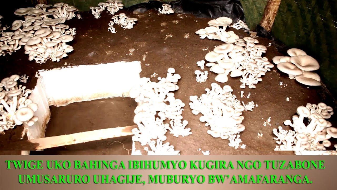 Musanze/Muko:Adeiline akaba umuhinzi w'Ibihumyo arishimira iterambere rifatika amaze kugeraho.