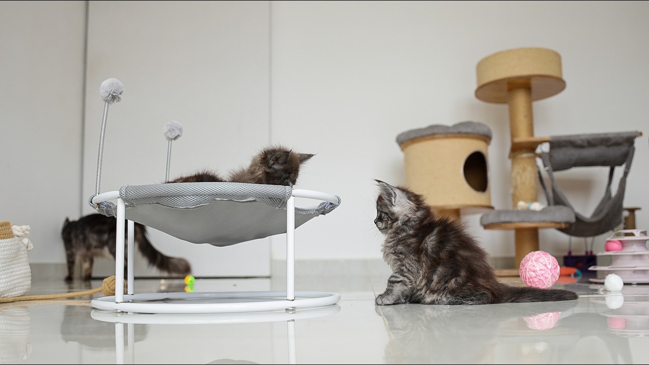 Relax in the Maine Coon Kitten Room.