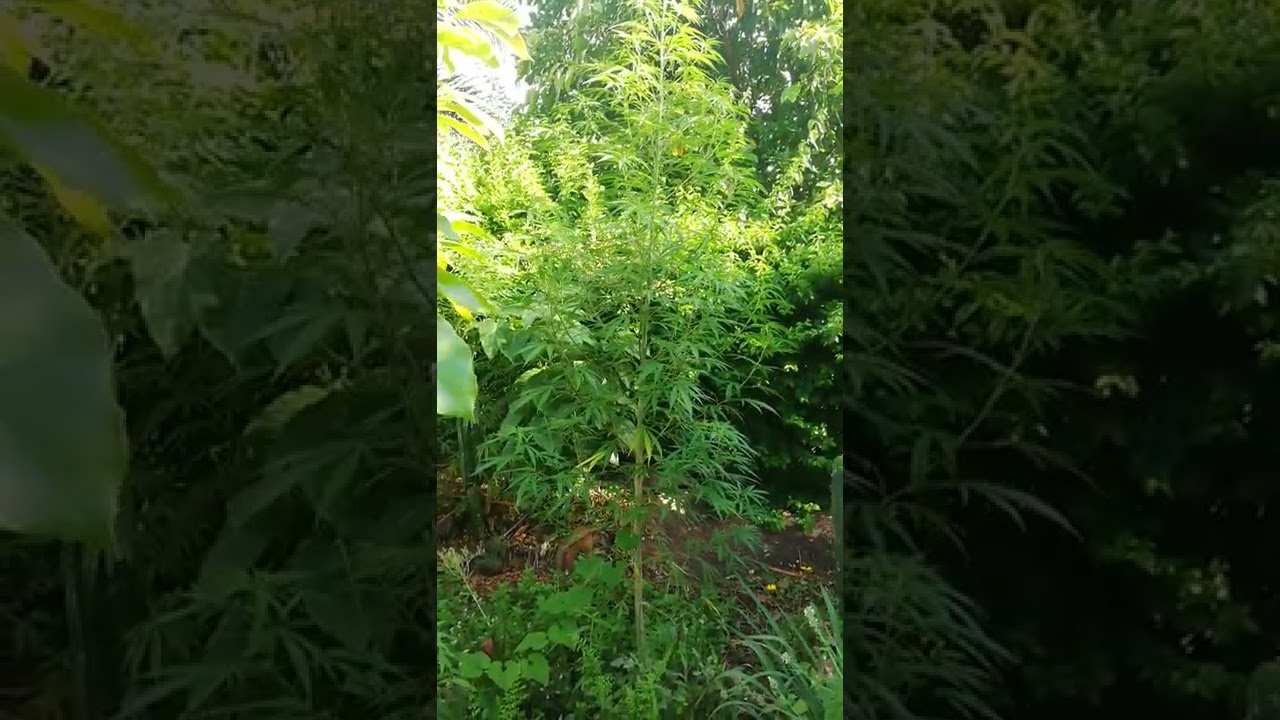 Showing off eco permaculture garden in eSwatini that has natural Swaziland cannabis in it.