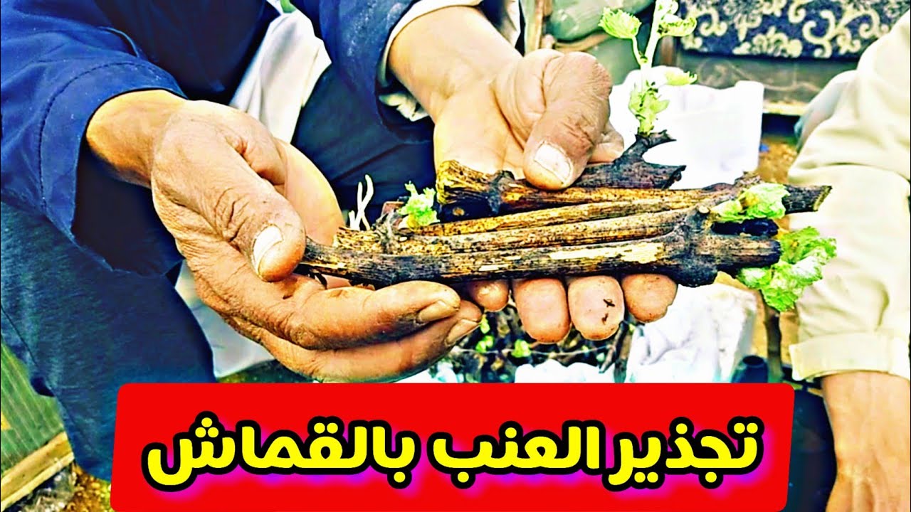 طريقة تجذير عقل العنب بالقماش || احدث طريقة لتجذير العنب مع النتائج