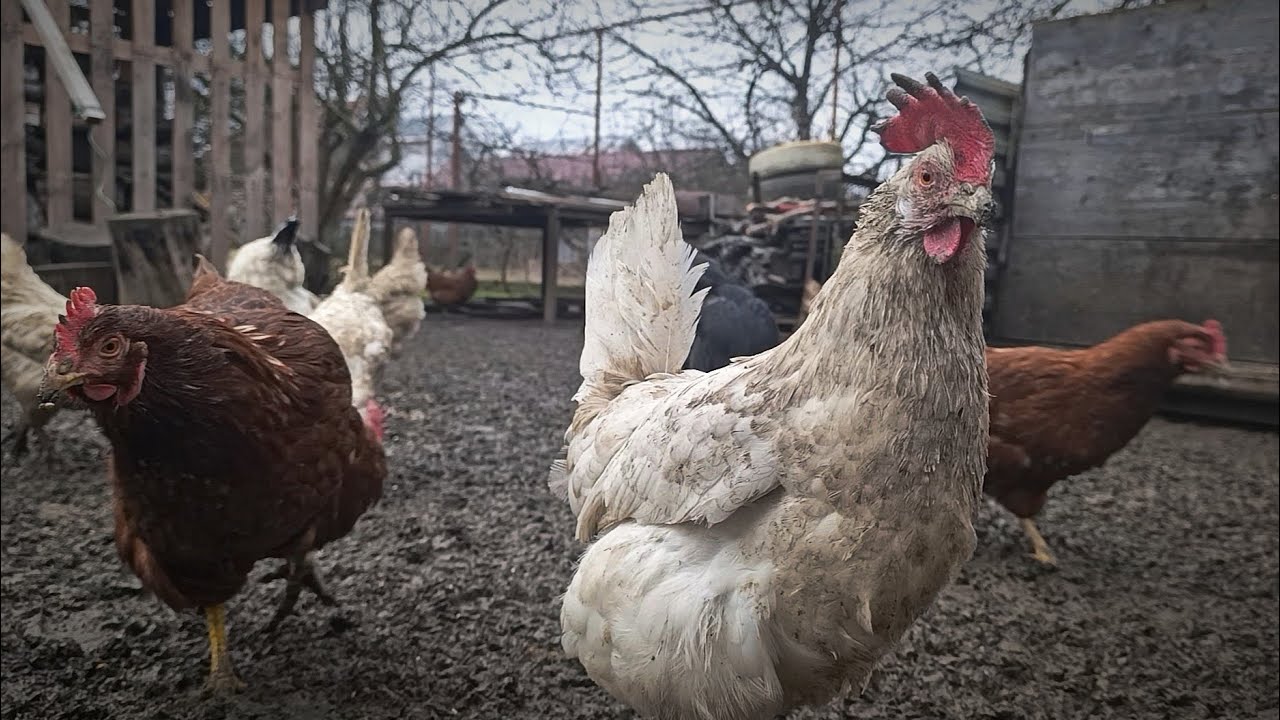 Chickens Running Free in Harsh Winter Weather🐔❄️ #funnyanimals #chickenlife