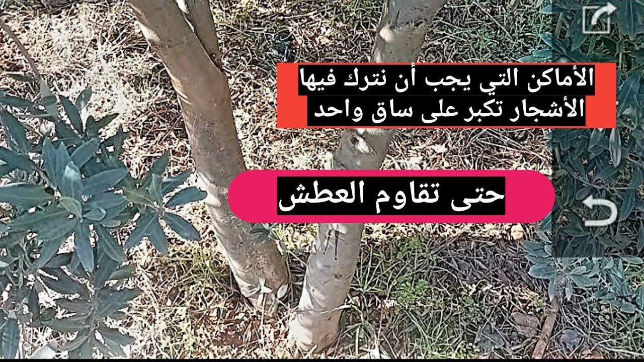 متى نترك الشجرة تكبر على غصن واحد ...