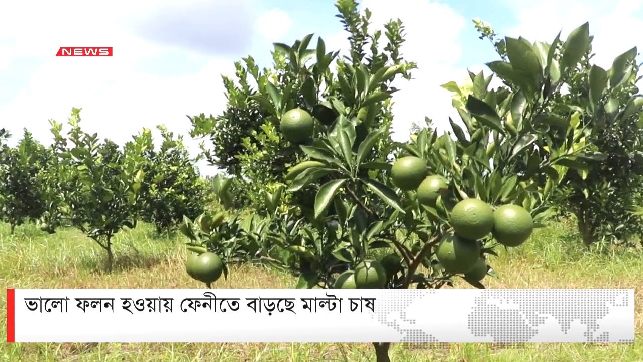 ভালো ফলন হওয়ায় ফেনীতে বাড়ছে মাল্টা চাষ