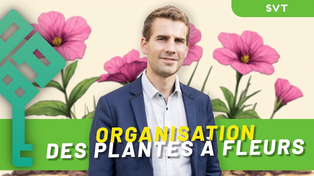 L'organisation des plantes à fleurs - Bac de SVT 2026