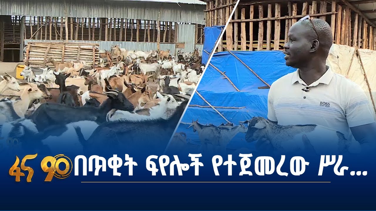 በፍየል እርባታ ስኬታማ የሆነው የጋምቤላ ወጣት