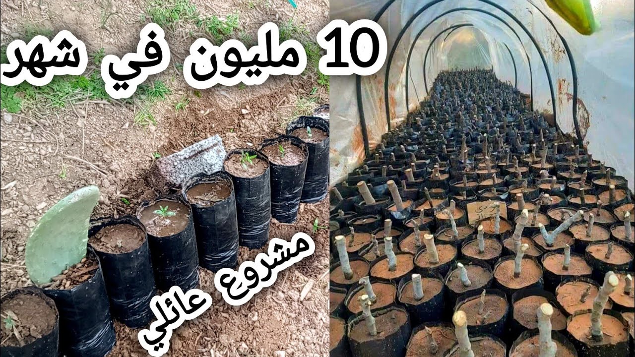 إربح 10 ملايين في الشهر 😱 مشروع عائلي مربح للشباب ، مشروع التشتيل