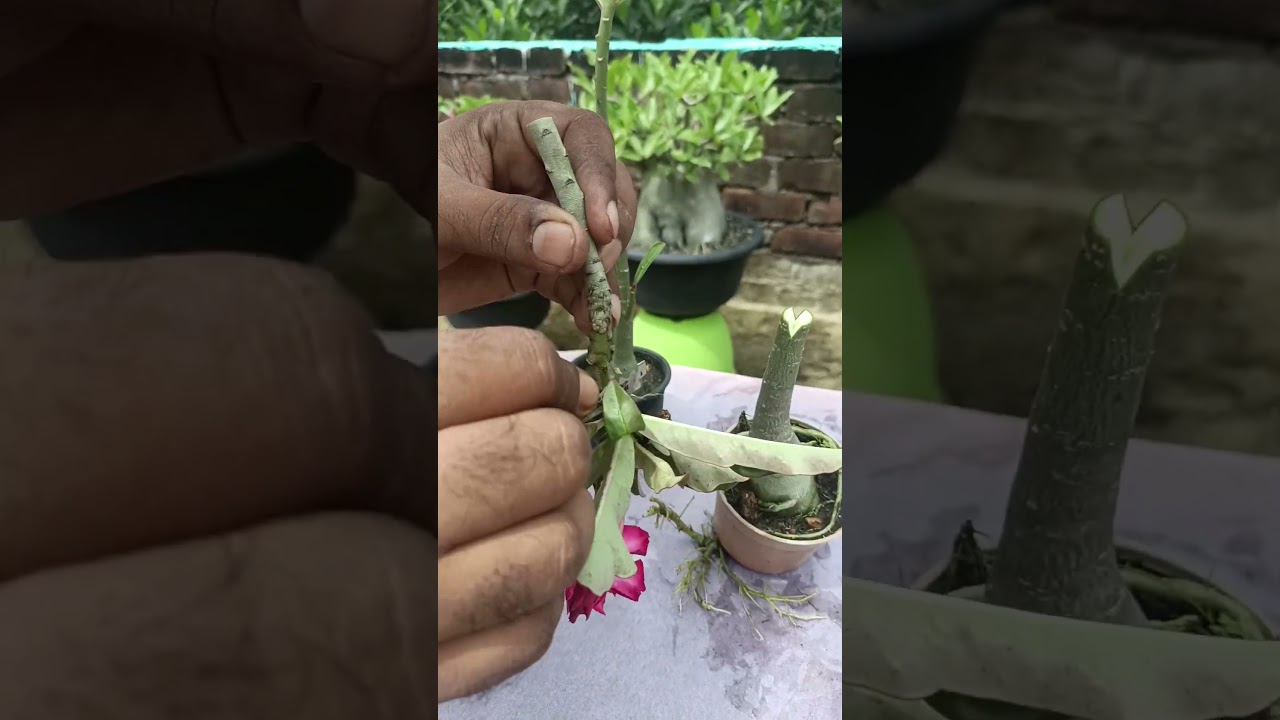 V grafting of adenium plant 100% successful technique #shorts #viral#youtubeshorts #education#video