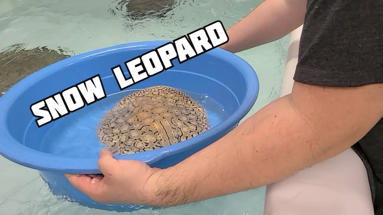 Moving my SNOW LEOPARD stingrays into a BIGGER TANK