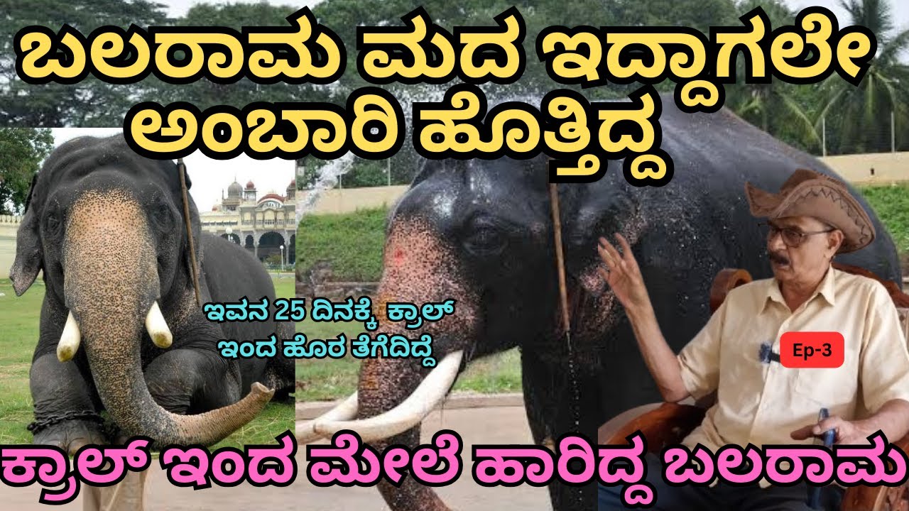 ಕ್ರಾಲ್ ಇಂದ ಮೇಲೆ ಹಾರಿದ್ದ ಬಲರಾಮ | ಎರಡು ಕಾಲು ಆ ಕಡೆ ಎರಡು ಕಾಲು ಈ ಕಡೆ ಆಗಿತ್ತು | ambaari elephant balarama