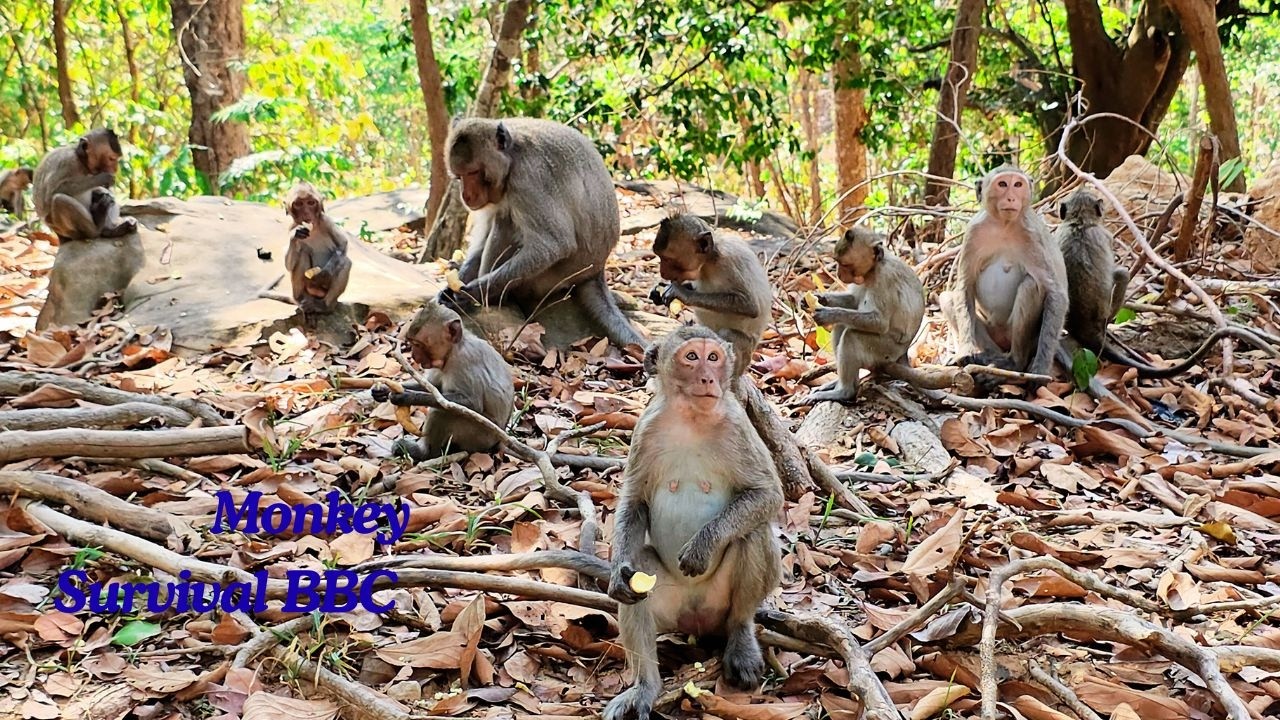 Monkey Family Daily Life in Forest 4K | Baby Monkeys Breastfeeding & Cute Monkey Moments