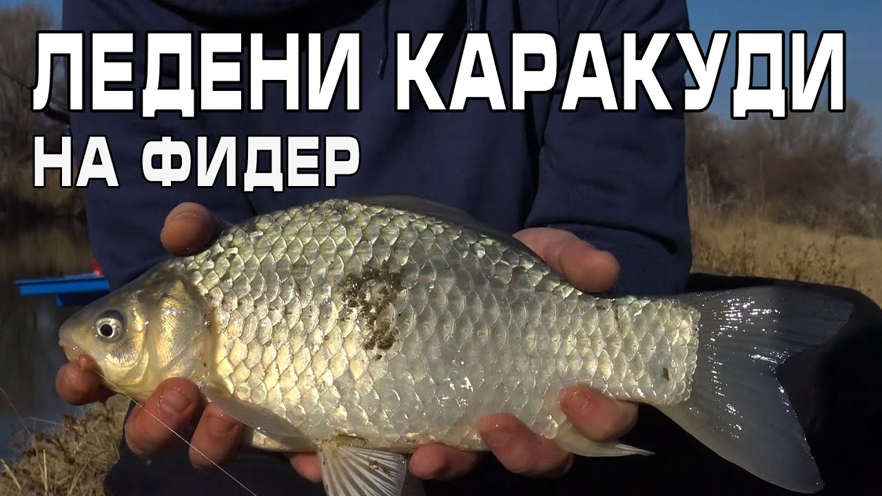 Ледени каракуди на фидер