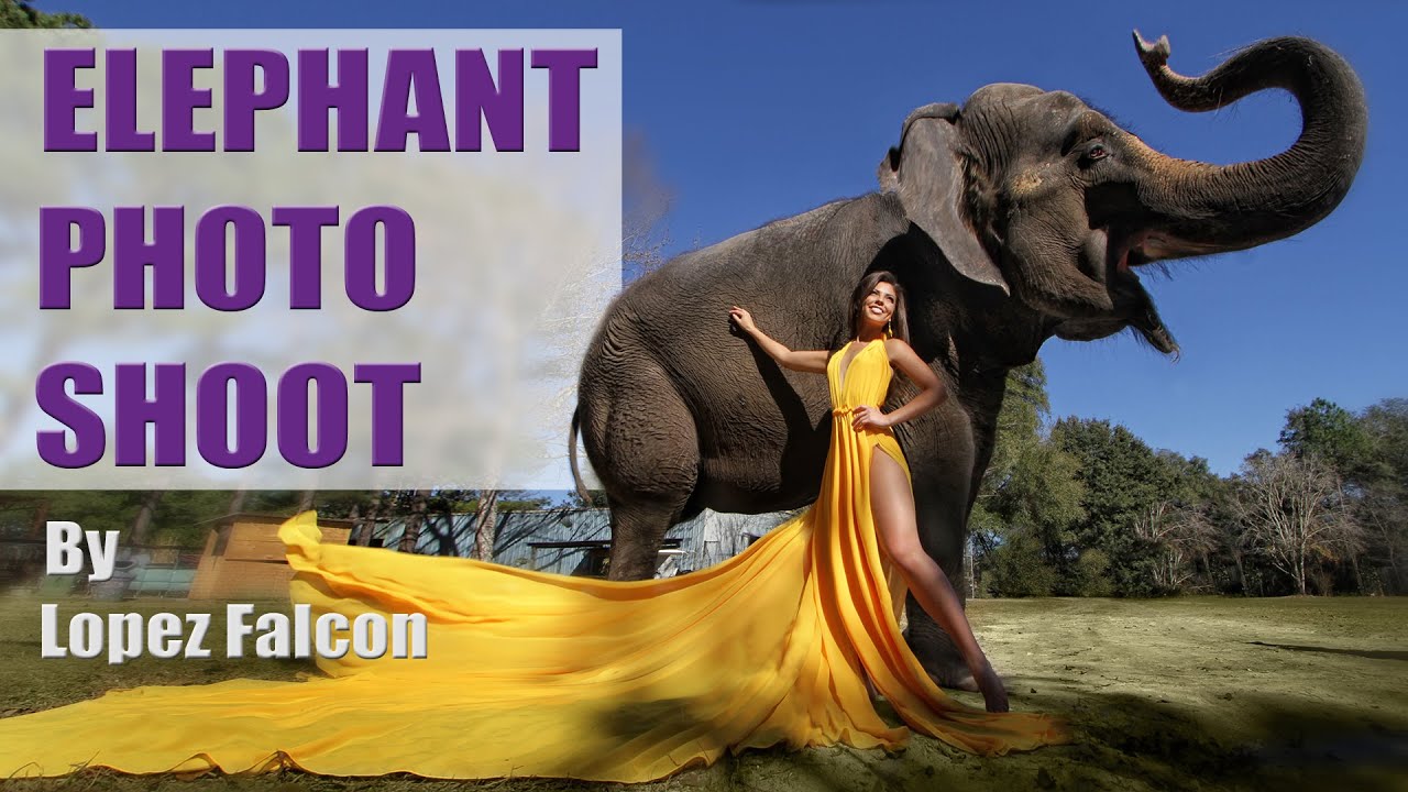 Elephant Photo Shoot  Nicole Suarez by Lopez Falcon Photography Video Miami Quince Dresses