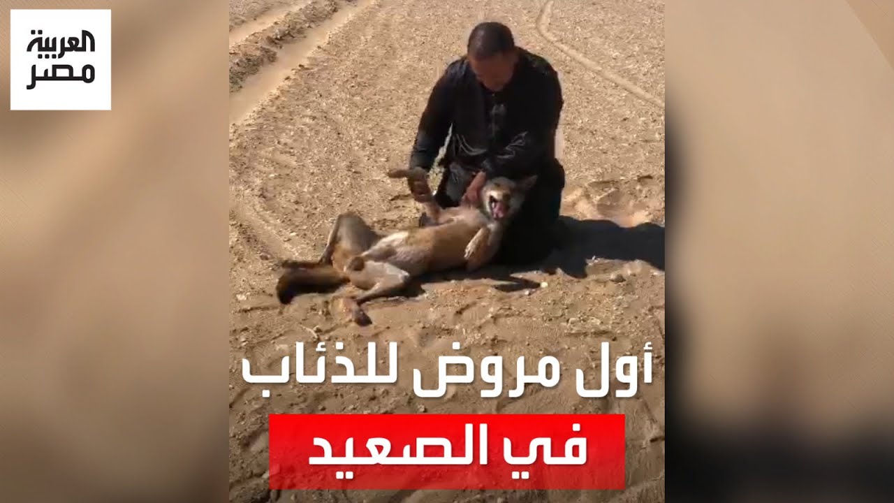 عماد أول مروض للذئاب في الصعيد.. كيف يتعامل معها؟