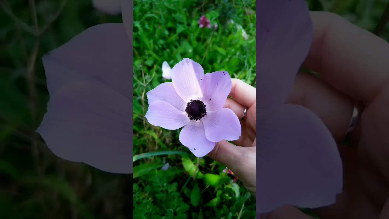 Anemone coronaria, Ranunculaceae #primavera #fiori #botanica #natura 