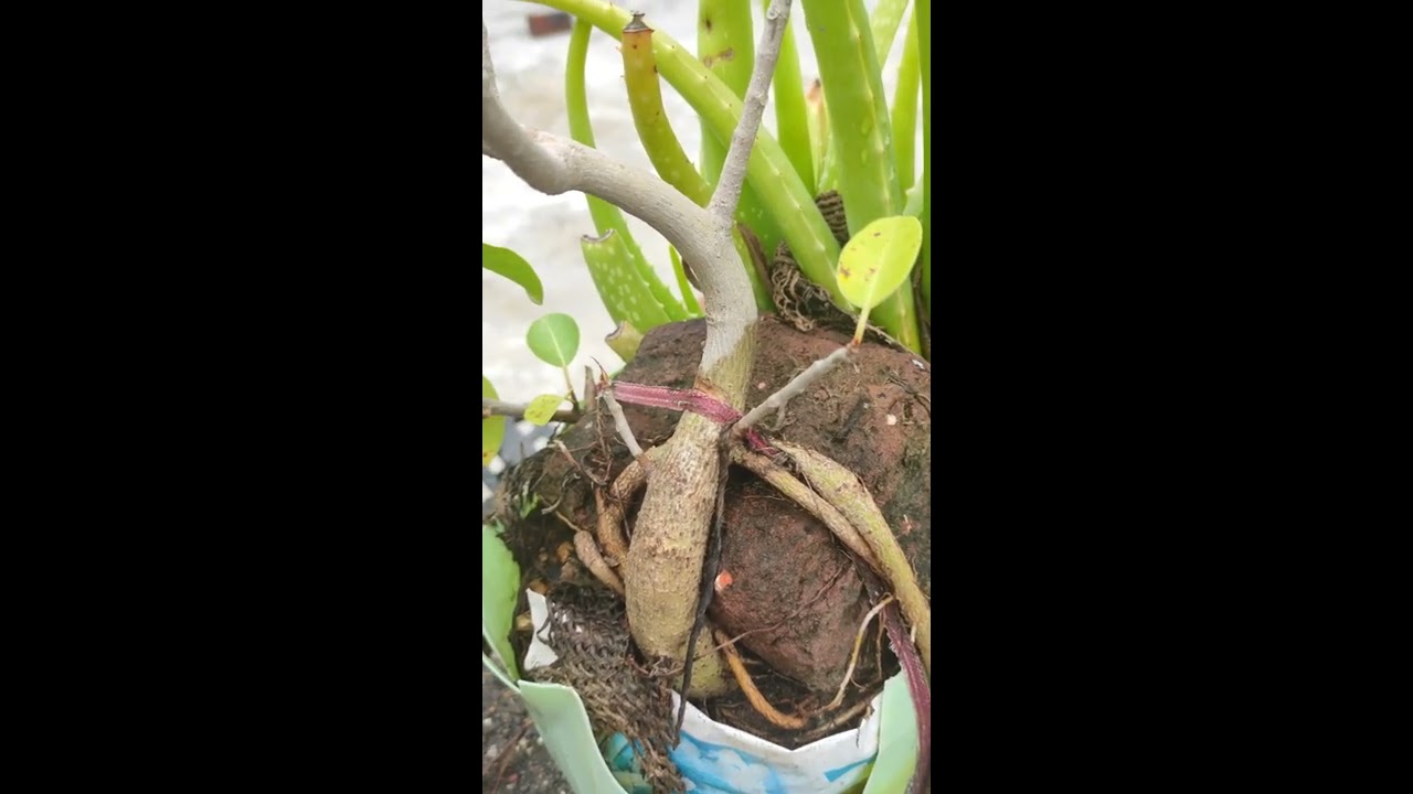 Training Bonsai