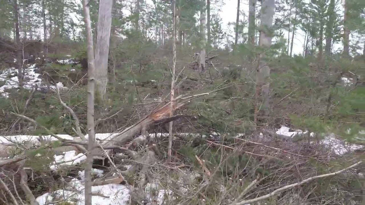 Första röjning efter 18 år - tall skog