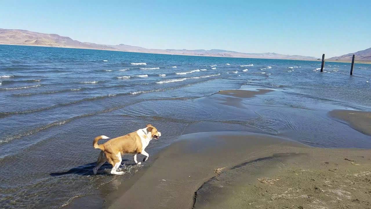 Chloe and Ginger at Pyramid Lake, Nevada