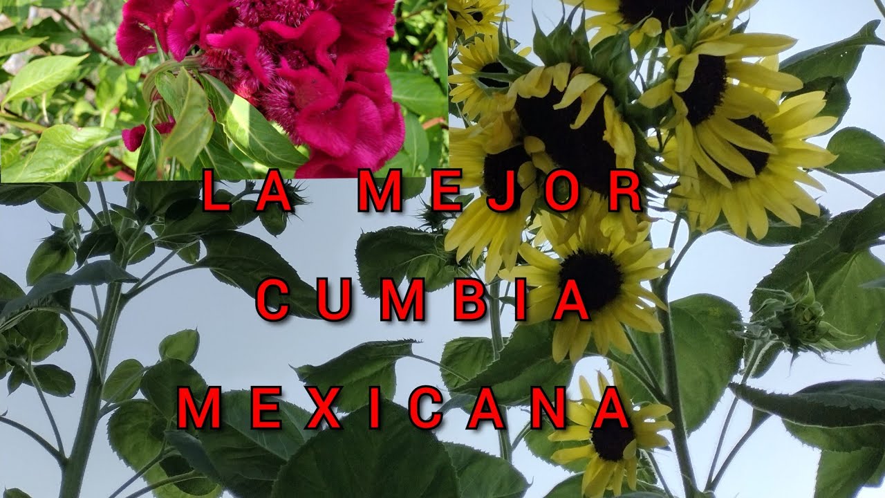 Vamos a disfrutar esta cumbia mexicana(free copyright)