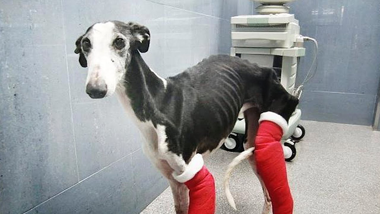 The day I saved a dog and I met my best friend…