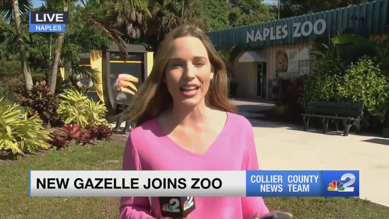 Naples Zoo welcomes its first calf of the year a slender-horned gazelle