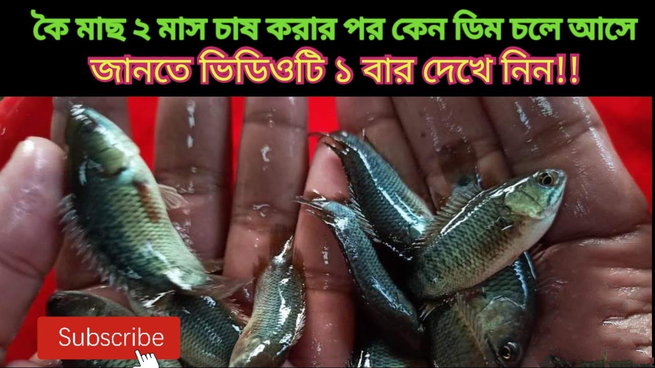 কৈ মাছ ২ মাস চাষ করার পর কেন  মাছের পেটে ডিম চলে আসে || ভিয়েতনাম কৈ মাছ চাষ | Vietnam koi fish