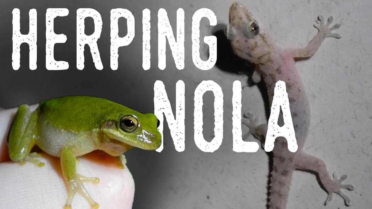 Catching TREE FROGS and ANOLES! | Backyard Herping New Orleans