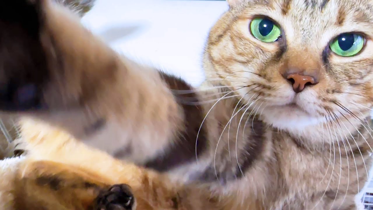 何度も何度もなでて～とおねだりする猫が可愛すぎて作業どころではありません…